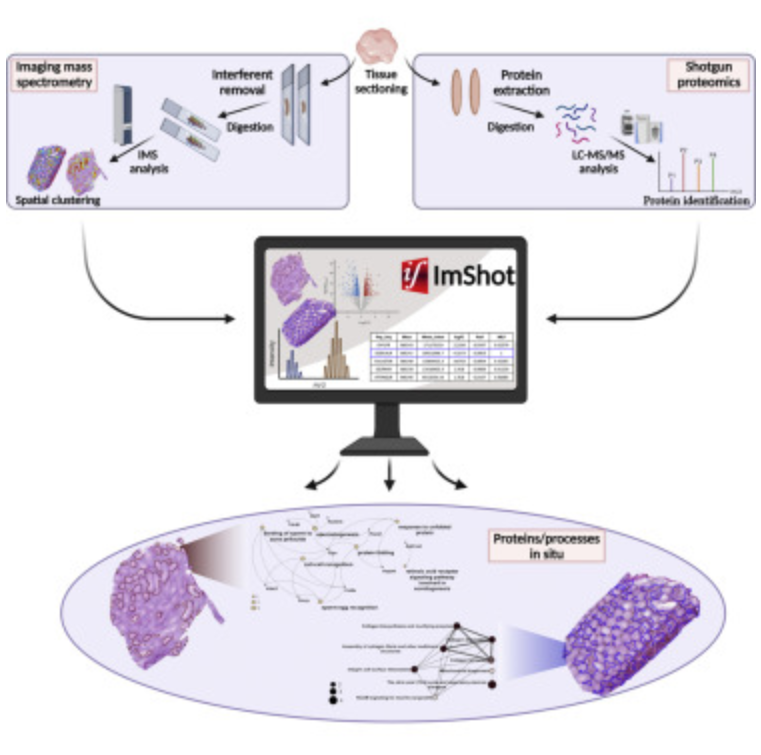 ImShot interface showing spatial proteomics analysis and visualization